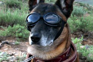 Doggles